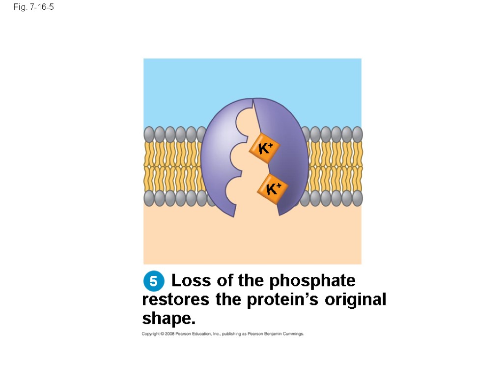 Fig. 7-16-5 Loss of the phosphate restores the protein’s original shape. K+ K+ 5